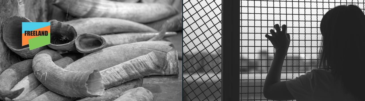 Digital Intelligence: The Key to Stopping Wildlife Trafficking