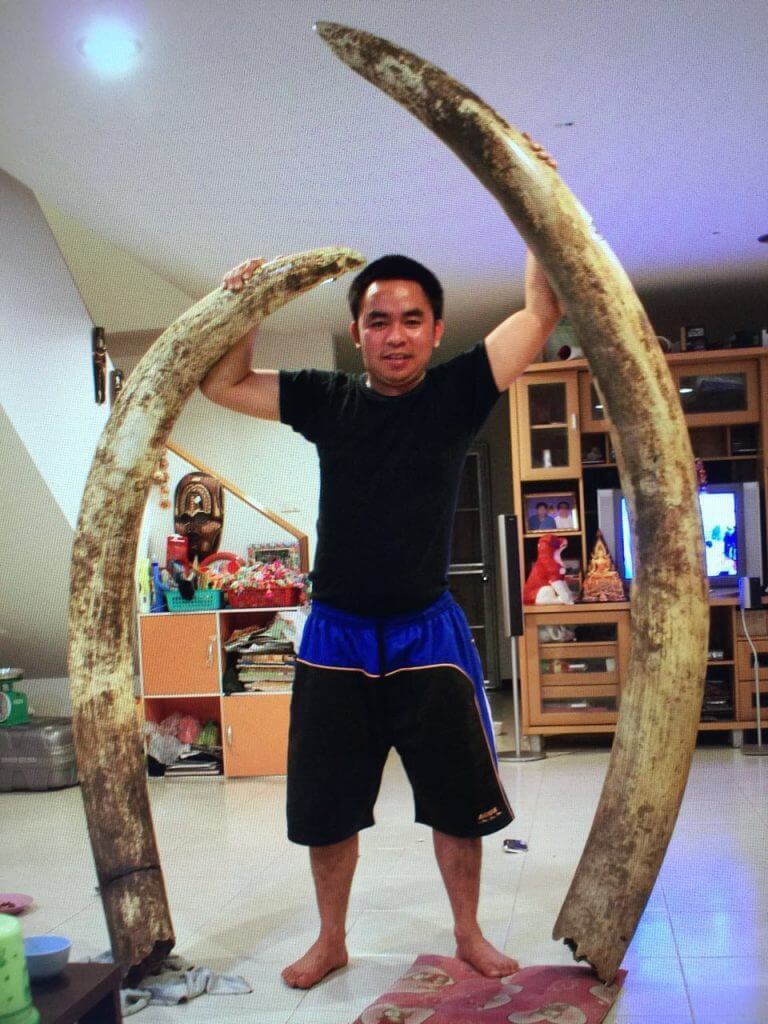 Wildlife Trafficker 'Kingpin' Boonchai Bach Posing With Elephant Tusks. (Pic: Freeland)